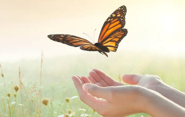 Cursos de IAFI - Diplomatura Inteligencia Emocional